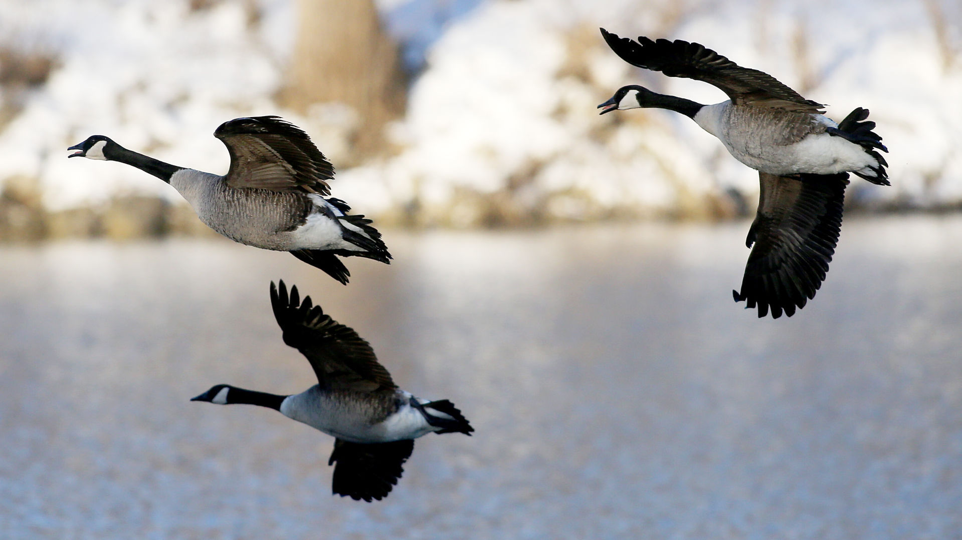Outtakes: Geese